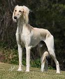 Saluki 9Y644D-026